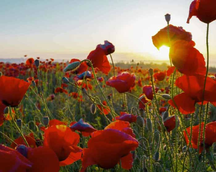 آهنگ عشق که در میزنه اونو جوابش نکن