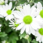آهنگ لبای سرخ تو محسن چاوشی
