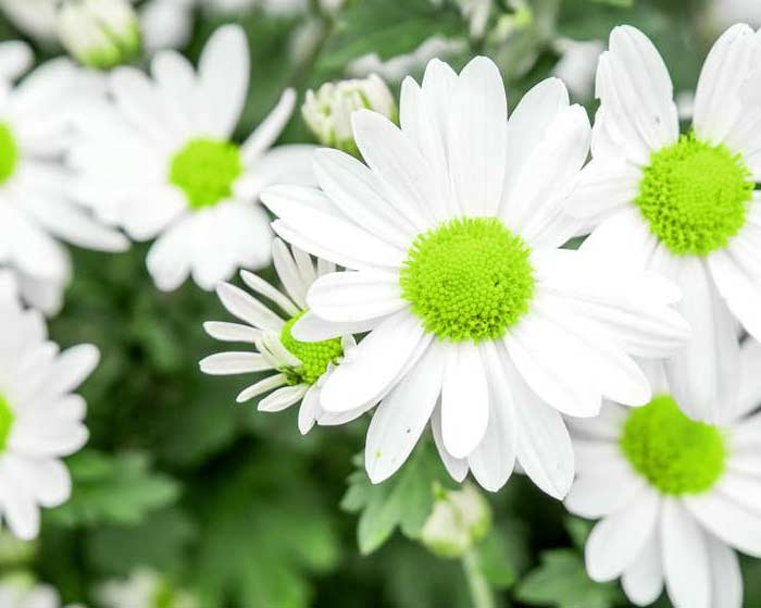 آهنگ لبای سرخ تو محسن چاوشی