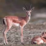 دانلود آهنگ واسه خودش گرگی شده آهو هوش مصنوعی