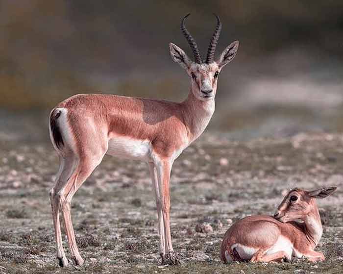 دانلود آهنگ واسه خودش گرگی شده آهو هوش مصنوعی دانلود آهنگ واسه خودش گرگی شده آهو هوش مصنوعی