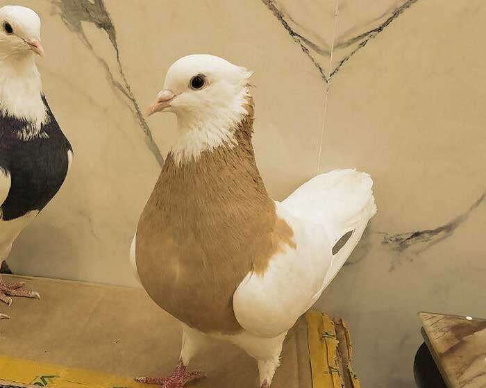 دانلود آهنگ کاش کبوتر میبودم به دورت پر میزدم سمیر روشان دانلود آهنگ کاش کبوتر میبودم به دورت پر میزدم سمیر روشان