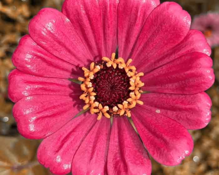 آهنگ زندگی ای زندگی خستم هوش مصنوعی آهنگ زندگی ای زندگی خستم هوش مصنوعی