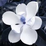 آهنگ اسیر الیم ایاغیم