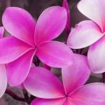 آهنگ تو یکی بخوای نخوای جون منی