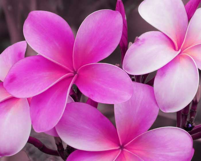 آهنگ تو یکی بخوای نخوای جون منی
