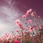 آهنگ راوی معجزه باش تو دل دلواپسیام