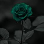 ریمیکس شایان یو و ویناک و مهدی احمدوند و مرتضی پاشایی یاد